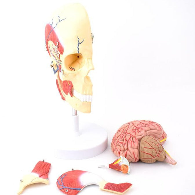 Half Skull Model with Masticatory Muscle, Brain, and Eyeball