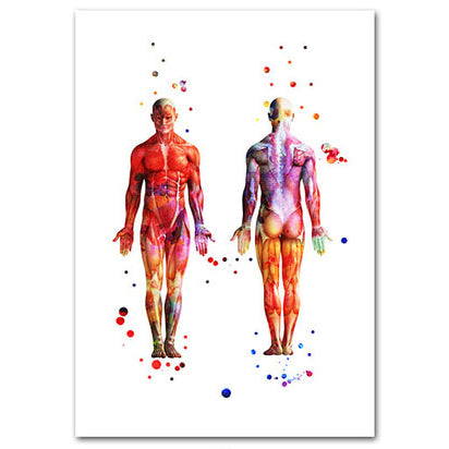 Anatomy Art Print - Human Body