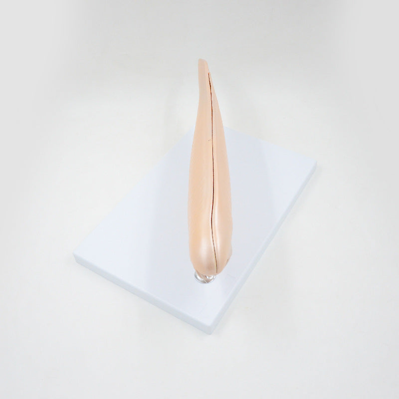 Amphioxus Model, 3 Parts, 10X Life-Size – Dr Wong Anatomy