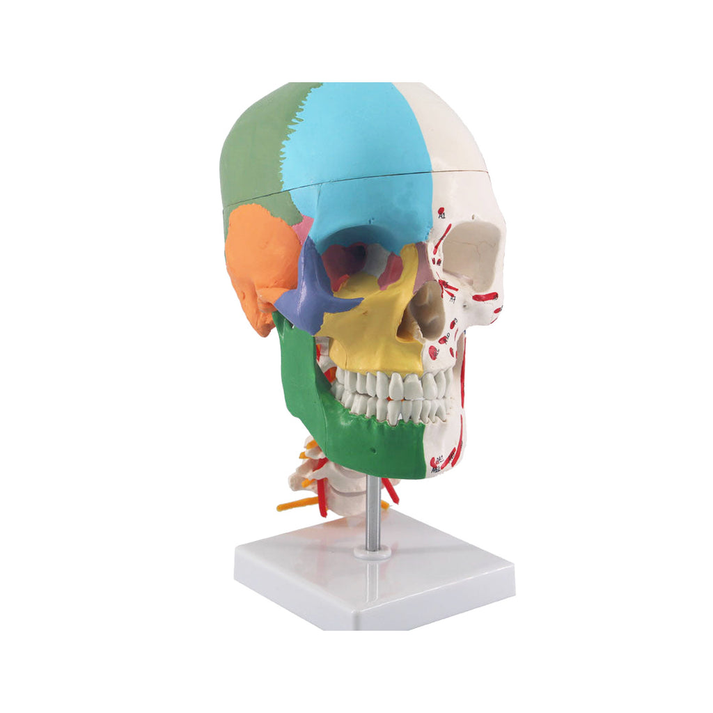 Painted Skull Model on Cervical Spine