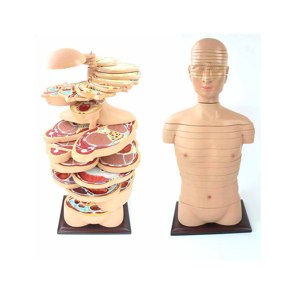 Anatomical Section of Body Model