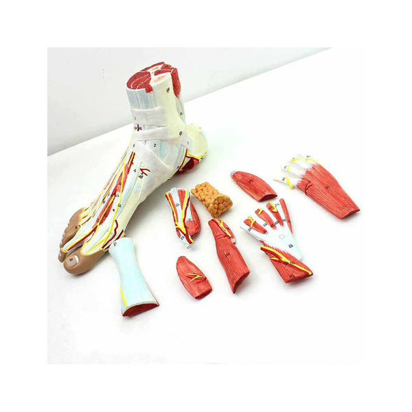 Anatomy Of The Foot，9 Parts - Dr Wong Anatomy