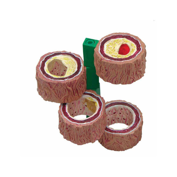 4 Piece Artery Anatomy Model - Dr Wong Anatomy