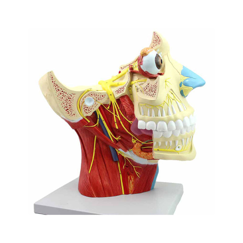 EVOTECH SCIENTIFIC Human Cranial Nerves Model - Life Size Anatomy Display With Stand