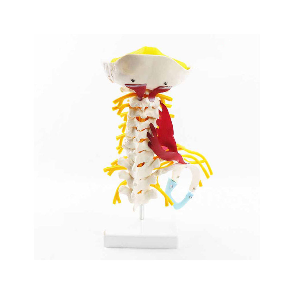 Deluxe Muscled Cervical Spinal Model - Dr Wong Anatomy