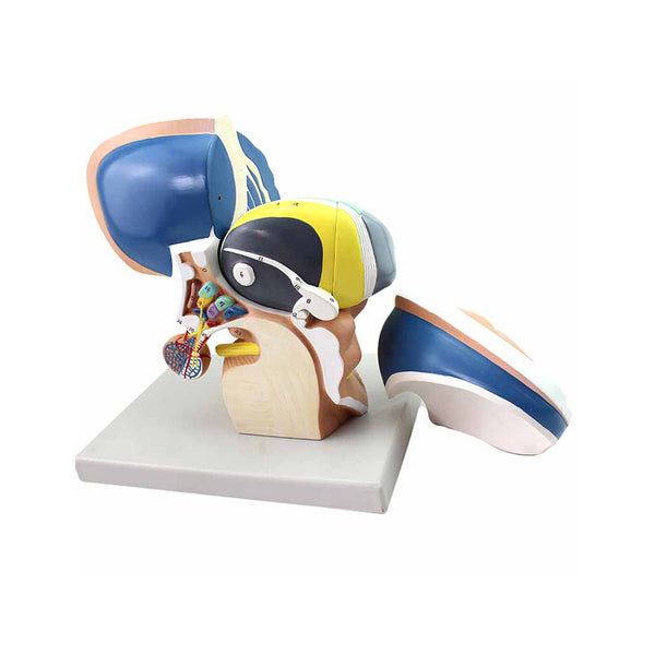 Diencephalon Model, 5X Life-Size - Dr Wong Anatomy