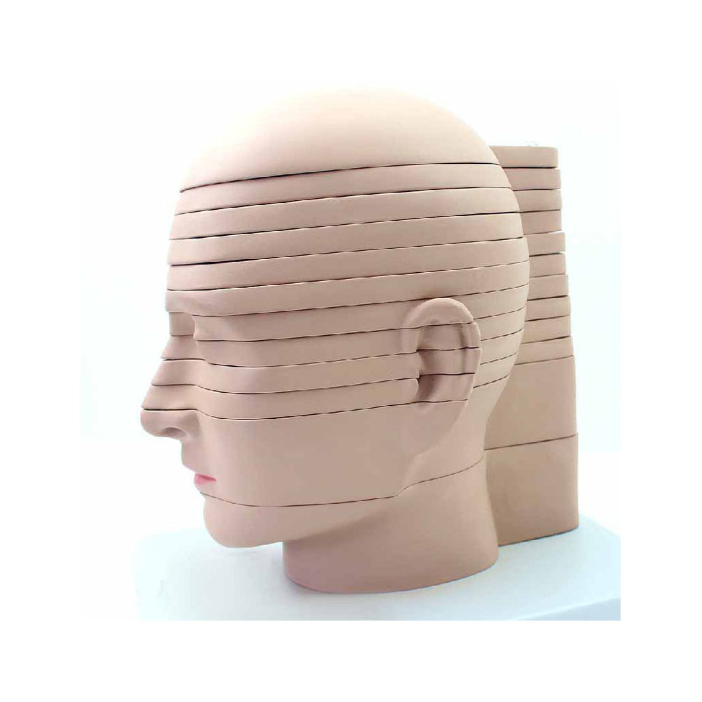Anatomical Section of Head Model – Dr Wong Anatomy