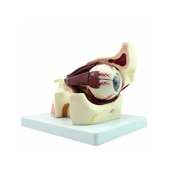  Giant Eye Model, 3x Life-Size, 11 Part - Dr Wong Anatomy