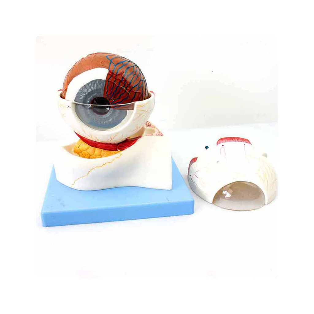 Giant Eye Model, 5 Time Full-Size, 8 Part - Dr Wong Anatomy