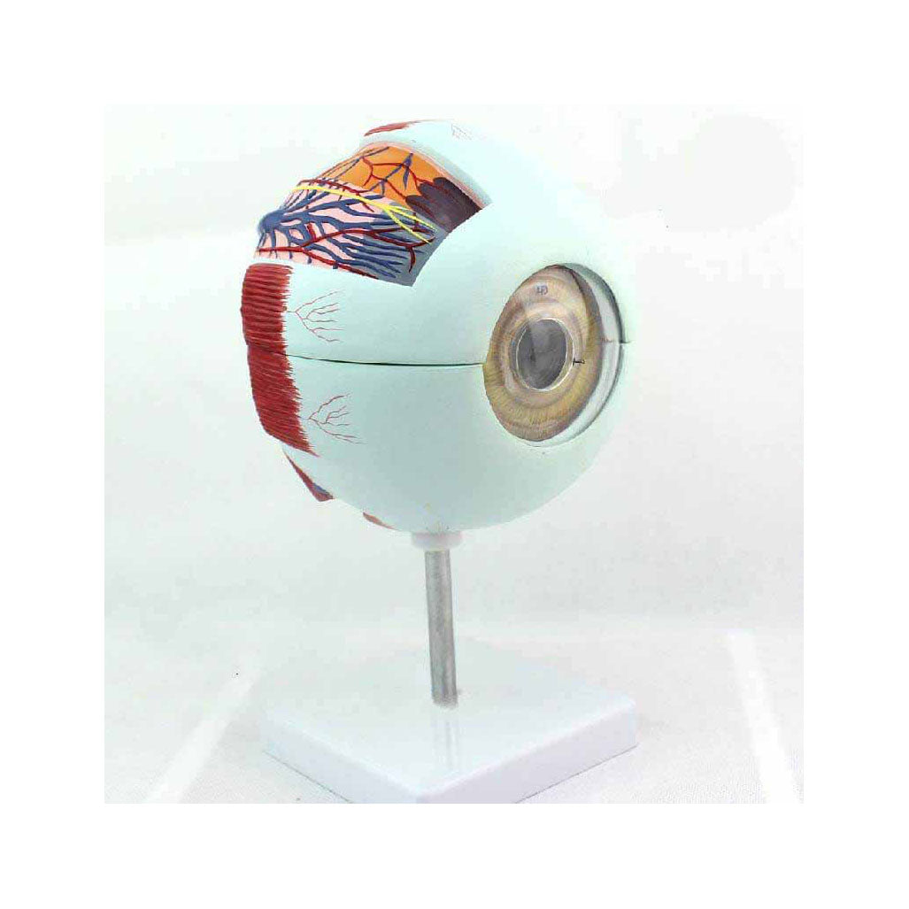 Eye Model, 6X Full-Size, 6 Parts – Dr Wong Anatomy