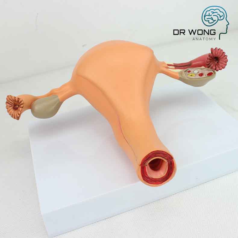 Female Reproductive Organs Model, 2 Parts