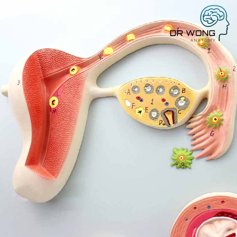 The Process of Fetal Development Model
