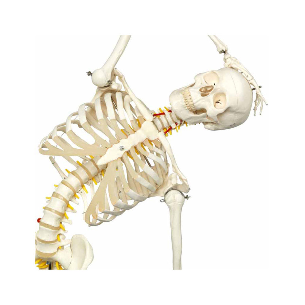 Flexible Human Skeleton Model, Life-Size - Dr Wong Anatomy