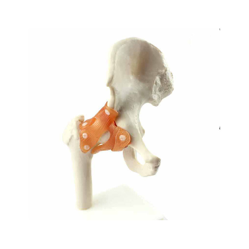 Functional Hip Joint Anatomy Model - Dr Wong Anatomy