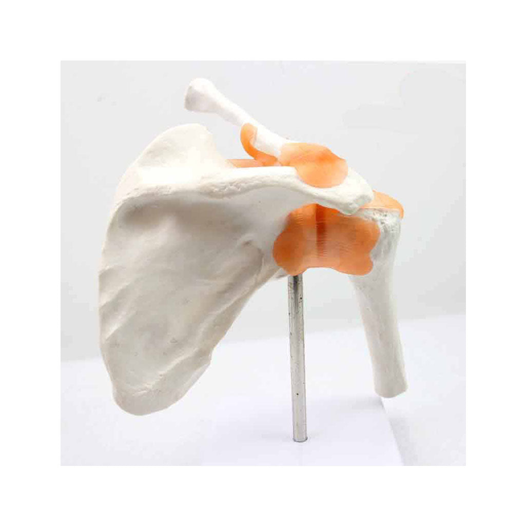 Functional Shoulder Joint Model – Dr Wong Anatomy