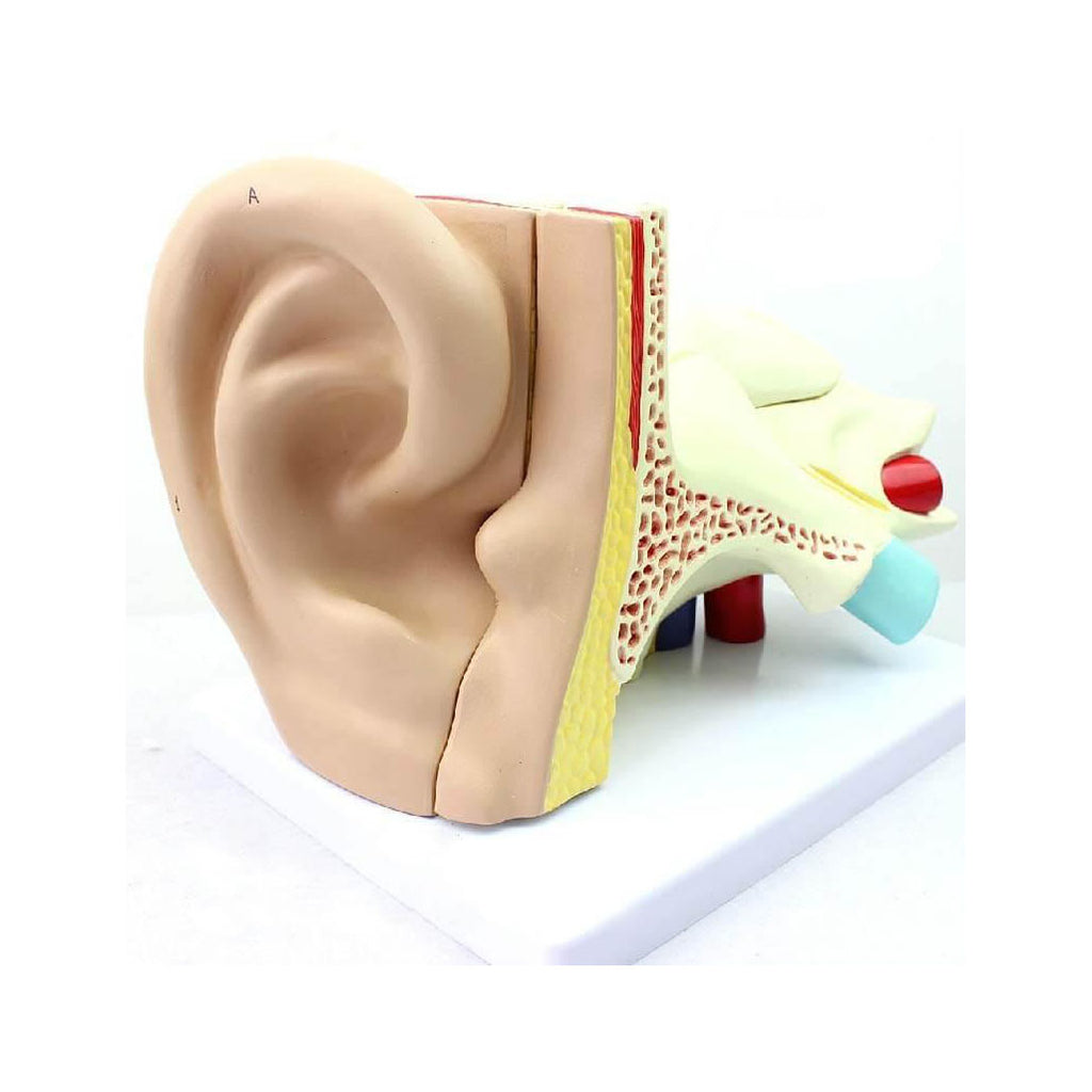 Giant Ear Model, 4x Life-Size, 5 Parts
