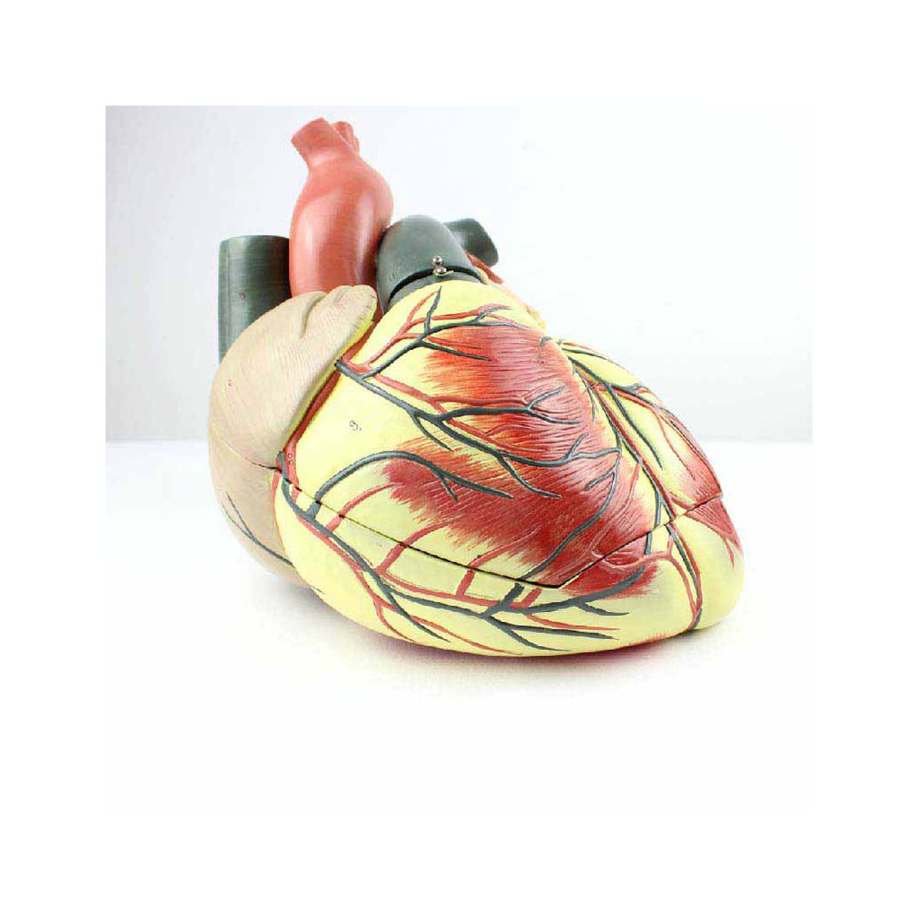 Giant Heart Model, 3.5X Life-Size, 3 Parts - Dr Wong Anatomy