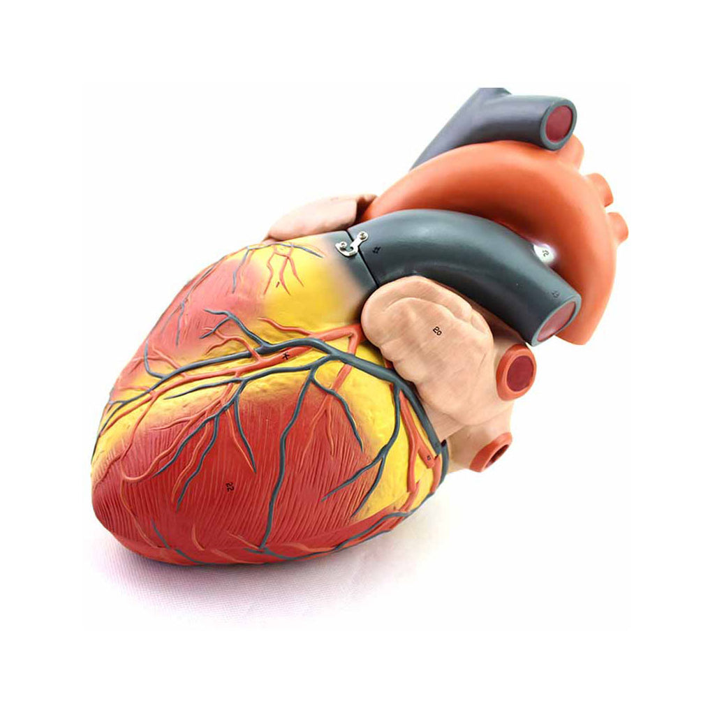 Giant Heart Model, 4X Life-Size, 4 Parts - Dr Wong Anatomy