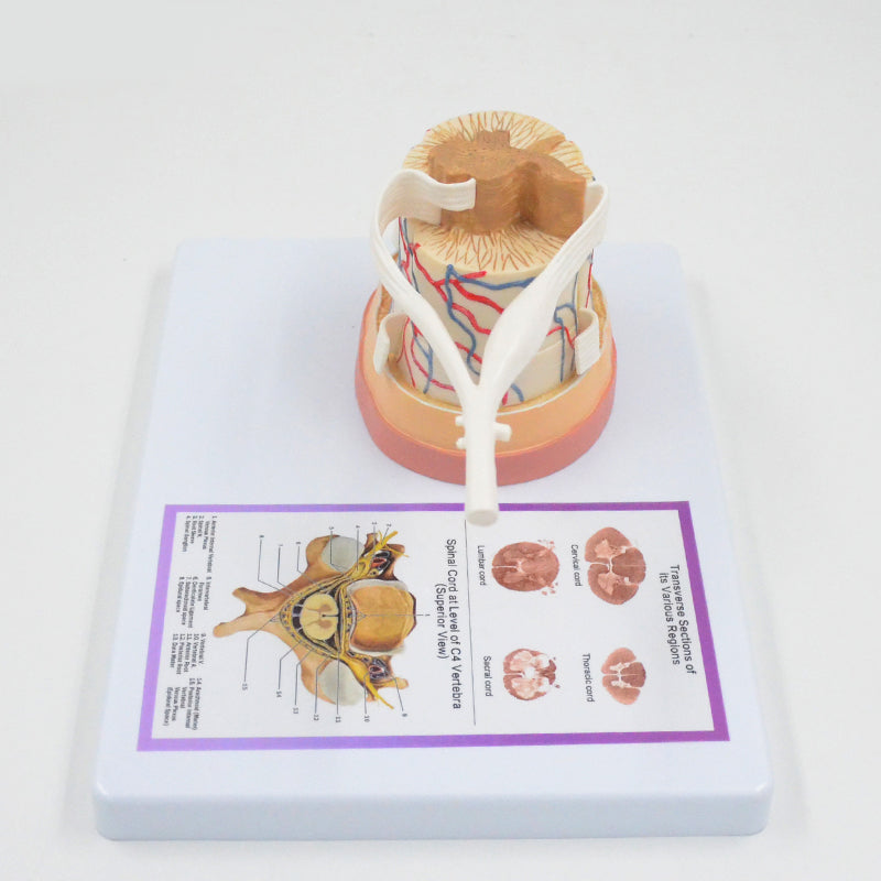 Spinal Cord Anatomy Model – Dr Wong Anatomy