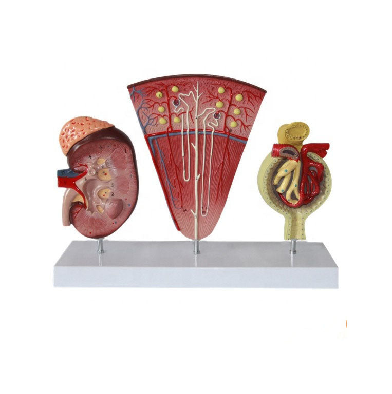 Kidney, Nephron and Renal Corpuscle Model