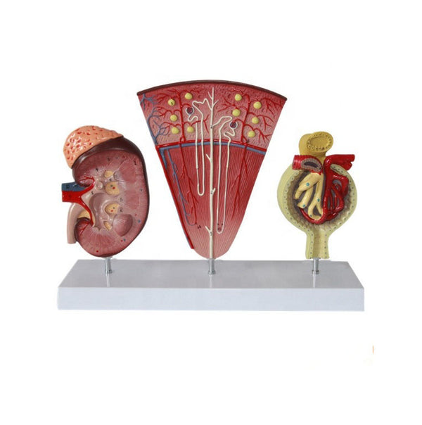 Kidney, Nephron and Renal Corpuscle Model - Dr Wong Anatomy