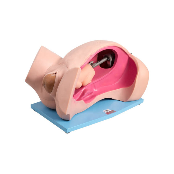 Delivery Process Demonstration Simulator - Dr Wong Anatomy