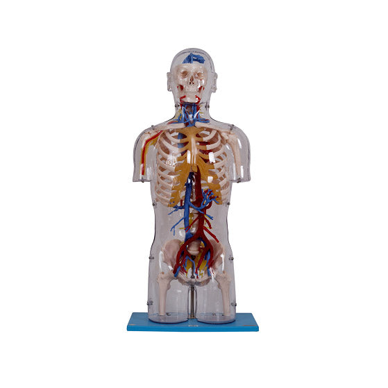 Anatomical Transparent Torso Model