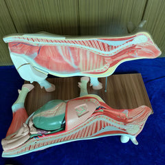 Cow Anatomy Model