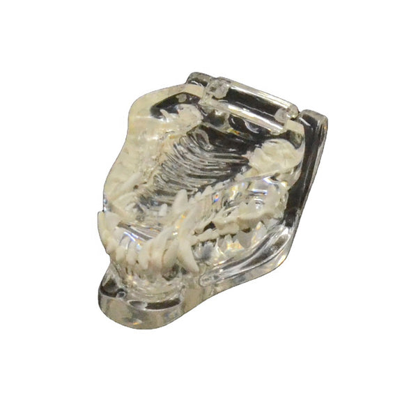 Clear Canine Jaw Model - Dr Wong Anatomy