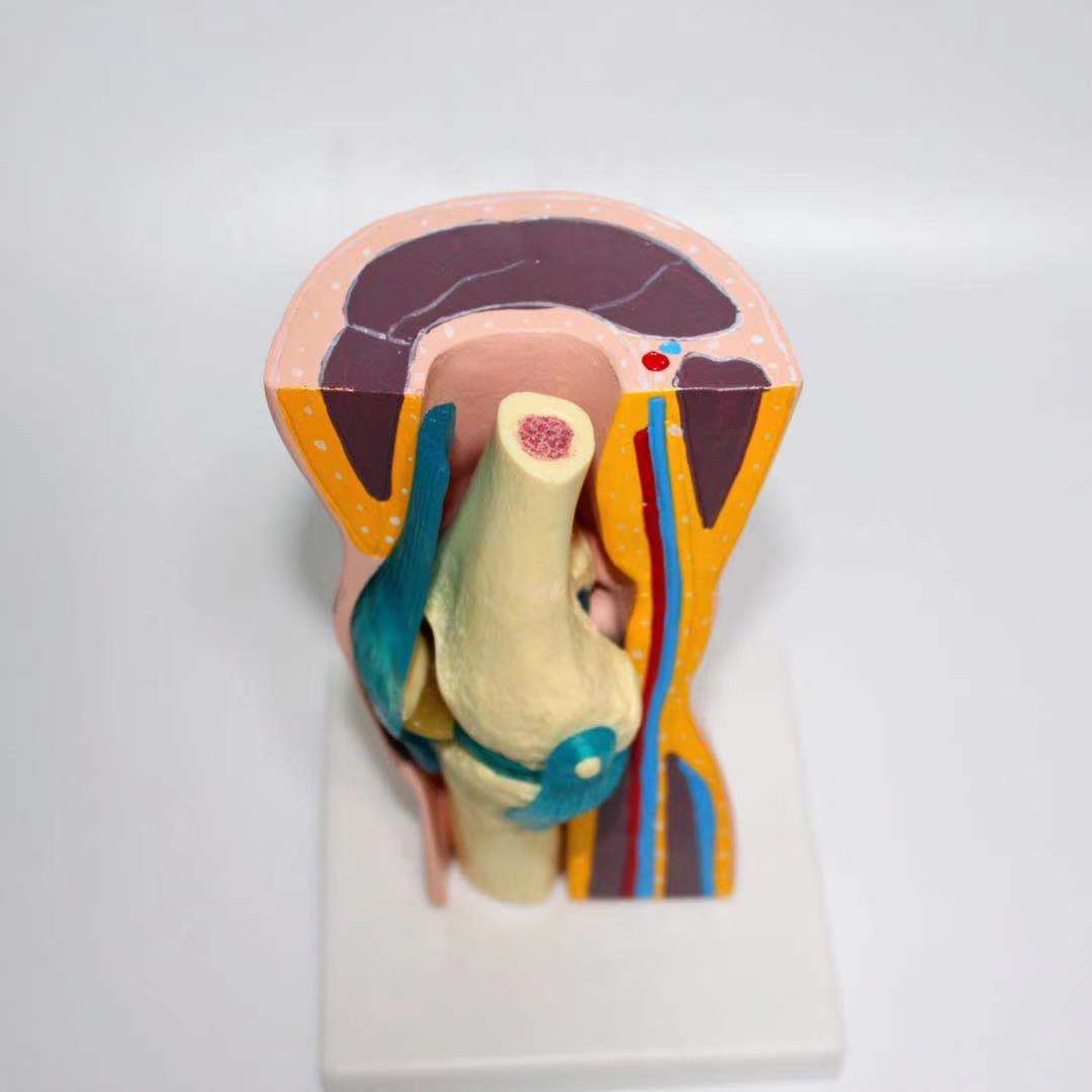 Functional Knee Joint Model – Dr Wong Anatomy