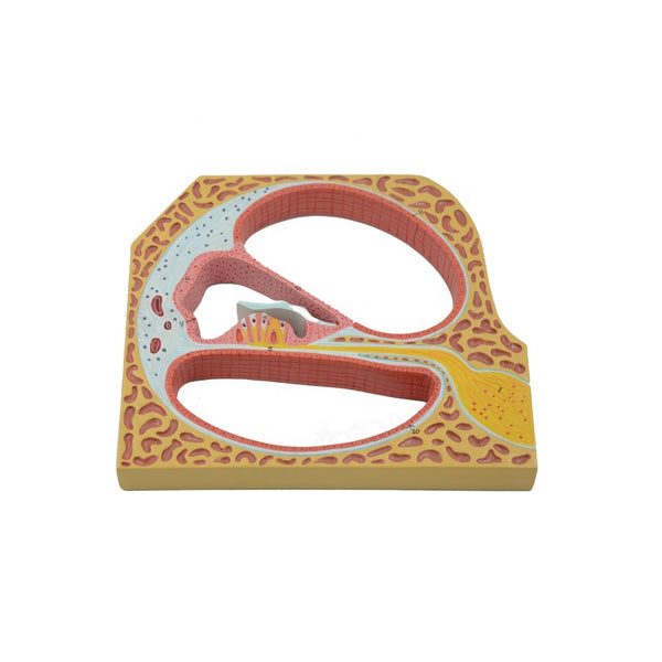 Cochlea and Corti's Organ Model - Dr Wong Anatomy