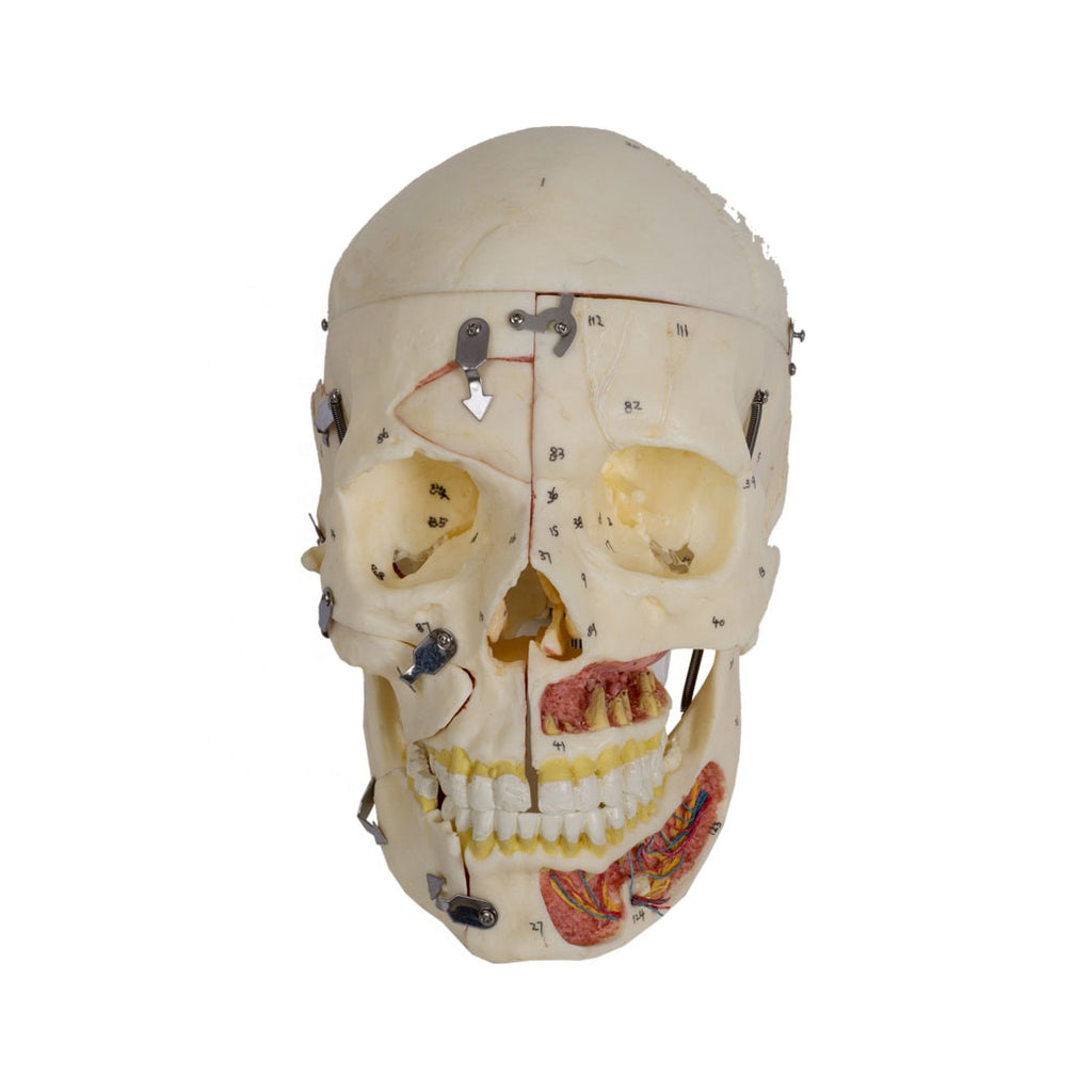Deluxe Human Demonstration Dental Skull Model, 10 Parts - Dr Wong Anatomy