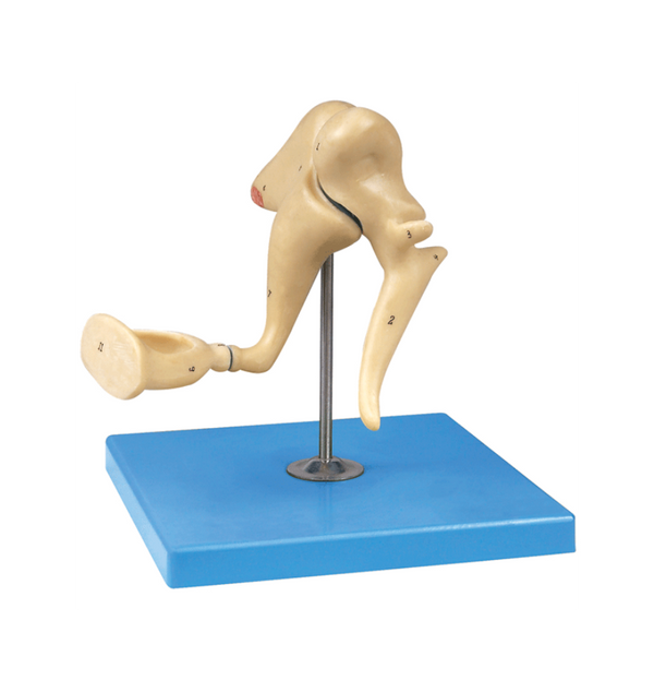 Ear Ossicles Model, 3 Parts, 19X Life-Size - Dr Wong Anatomy
