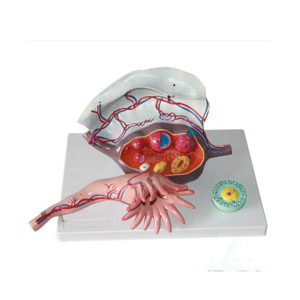 Human Ovary Model, 5X Life-Size - Dr Wong Anatomy