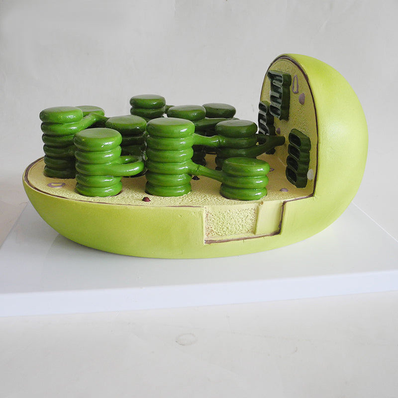 Chloroplast Model