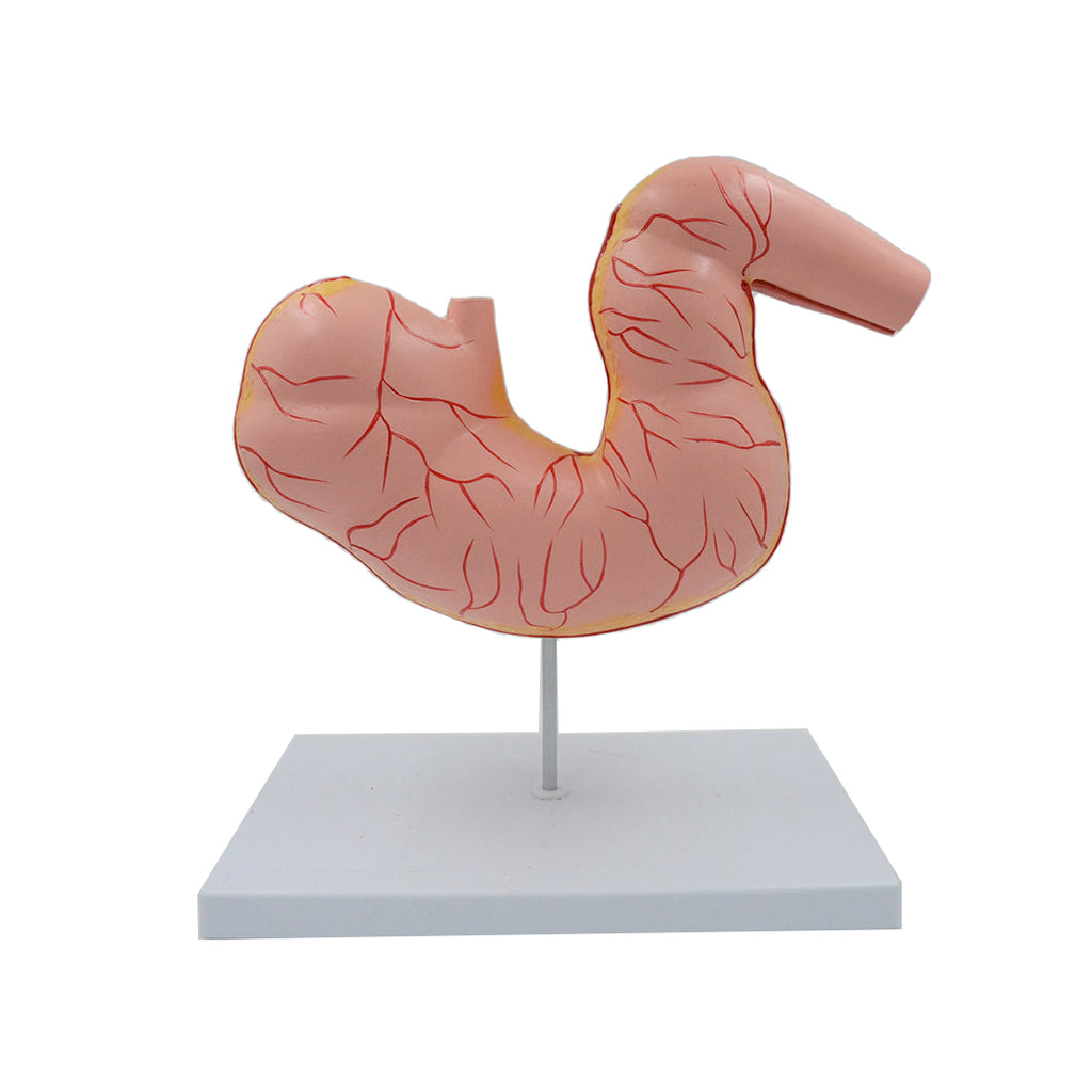  Horse Stomach Model - Dr Wong Anatomy