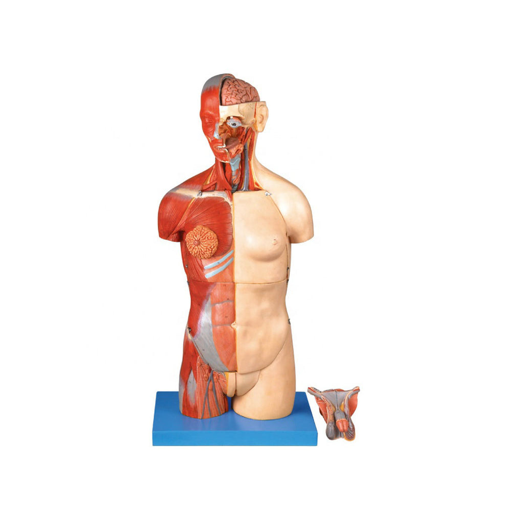 Anatomical Muscular Torso Model, 32 Parts