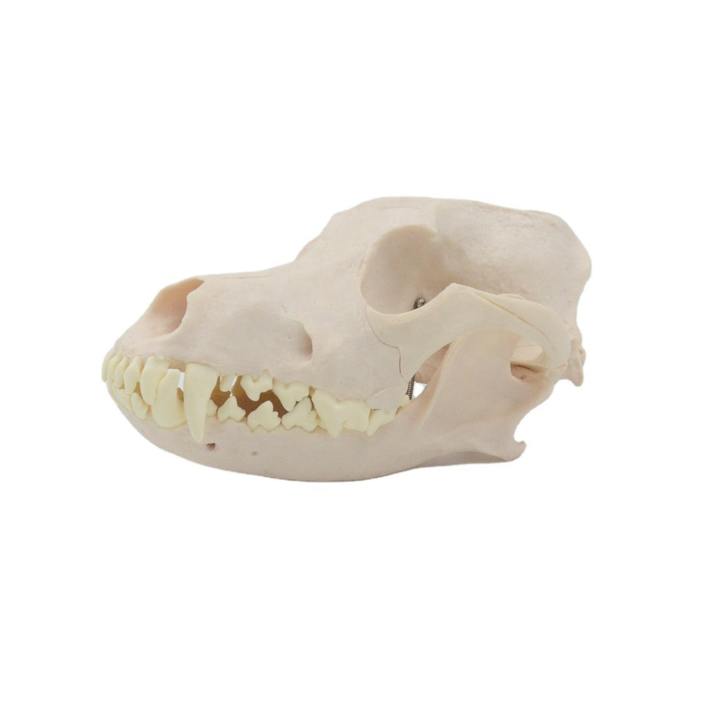 Dog Skull Model - Dr Wong Anatomy