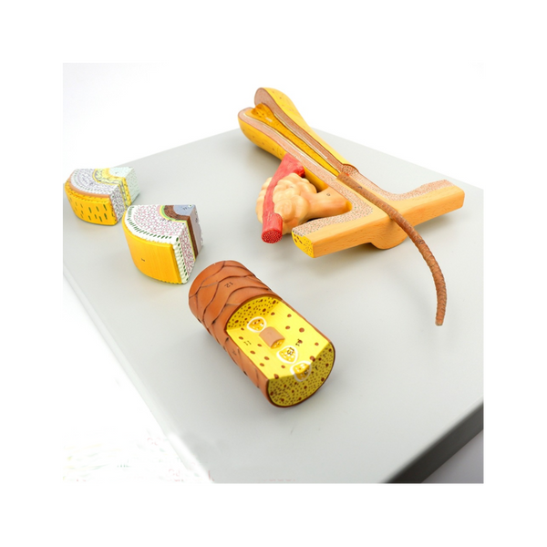 Human Hair Model, 700X Life-Size - Dr Wong Anatomy