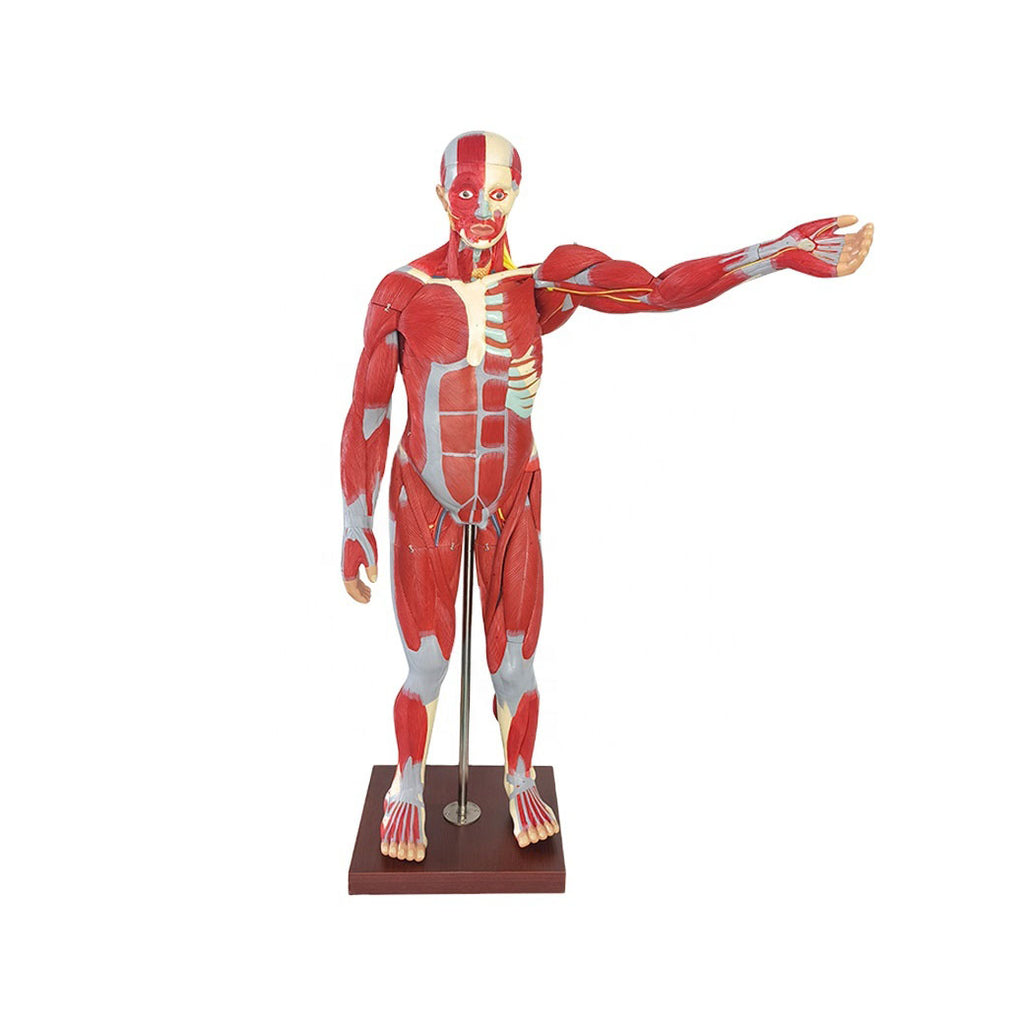 Life Size Human Muscular Figure Model, 27 Parts, 5ft 8in (170cm)