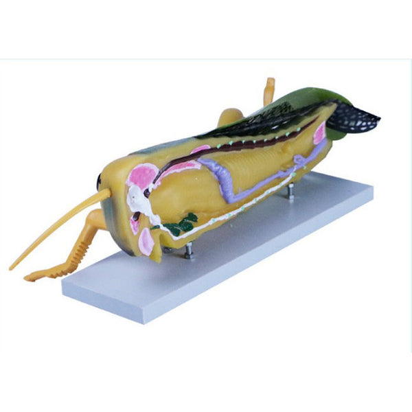 Locust Organs Locust Dissection Model – Dr Wong Anatomy
