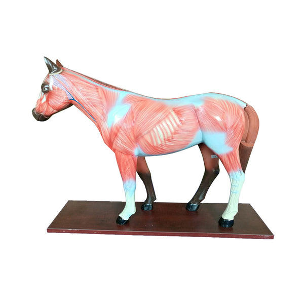 Horse Anatomy Model
