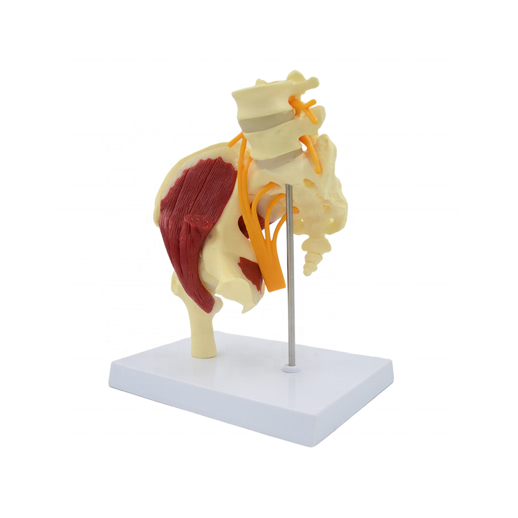Muscled Hip Joint Model, Life Size