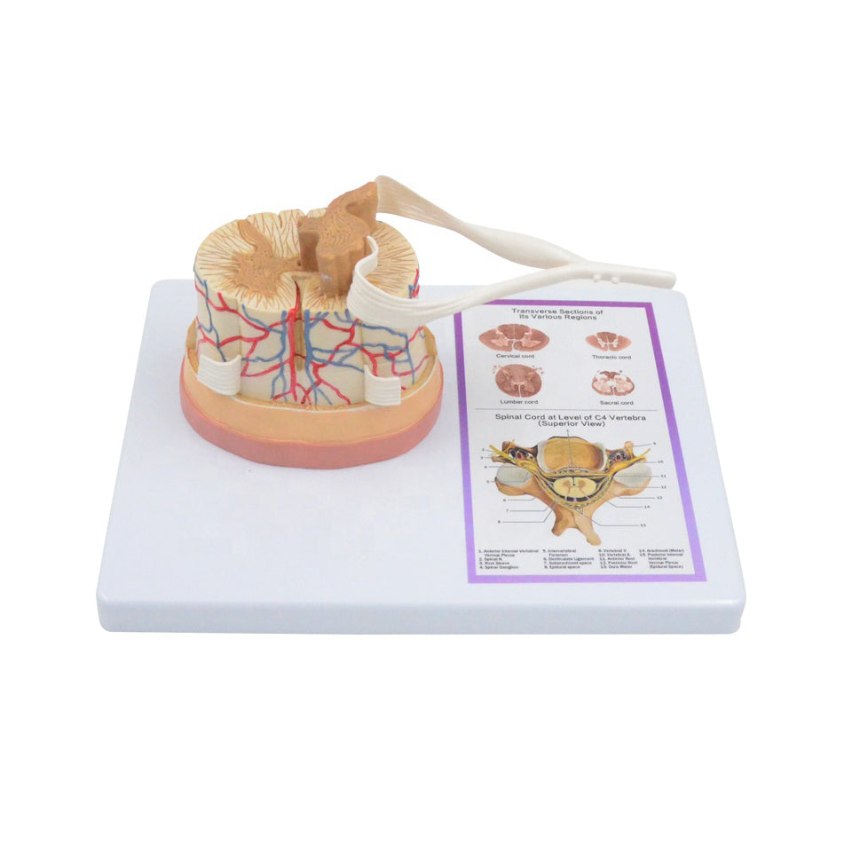 Spinal Cord Anatomy Model