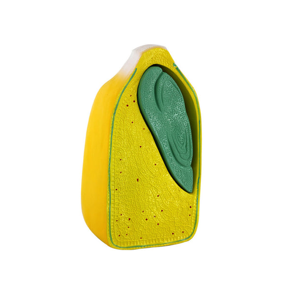 Corn Seed Model, 40X Life-Size - Dr Wong Anatomy