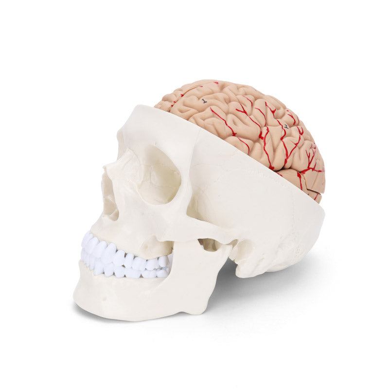  Human Skull Model with 8 Part Brain, Life-Size - Dr Wong Anatomy