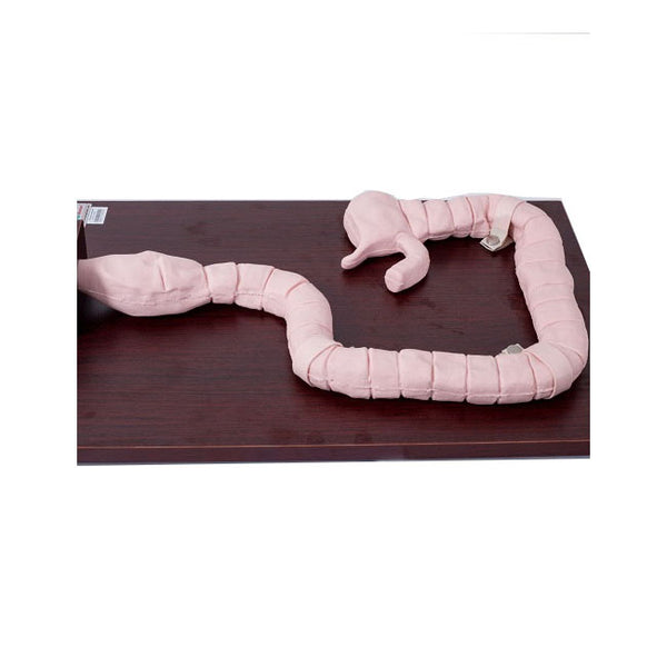 Colonoscopy Training Model - Dr Wong Anatomy