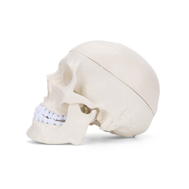 Human Skull Model, Life-Size, 3 Parts