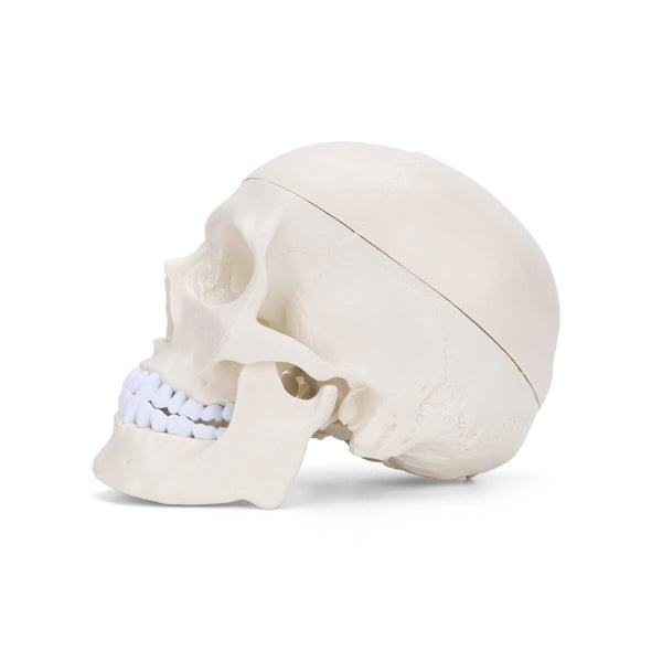 Human Skull Model, Life-Size, 3 Parts - Dr Wong Anatomy