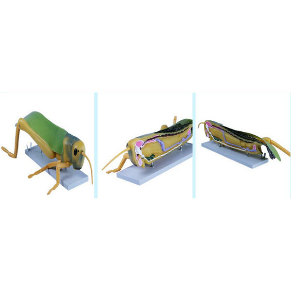 Locust Dissection Model – Dr Wong Anatomy